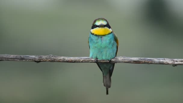 Biätare Merops apiaster sitter på grenen — Stockvideo