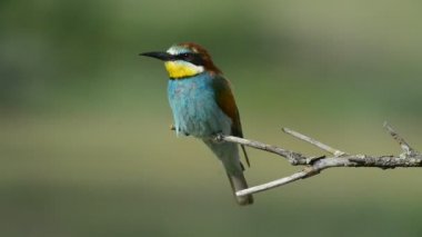 Avrupa arı kuşugiller arı kuşu apiaster şube üzerinde oturan