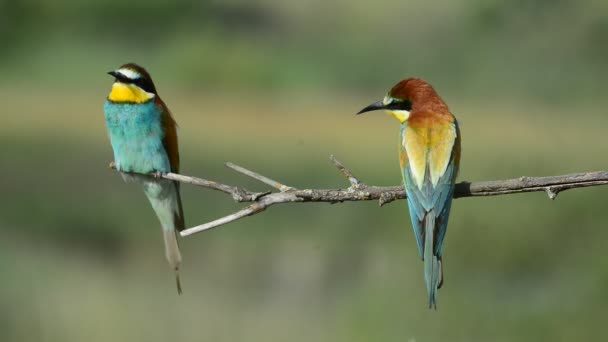 L'oiseau mangeur d'abeilles assis sur la branche — Video