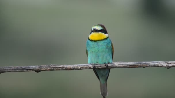 Mangeur d'abeilles Merops apiaster assis sur la branche 