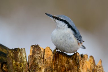 Bayağı sıvacı kuşu, şirin şarkı kuş