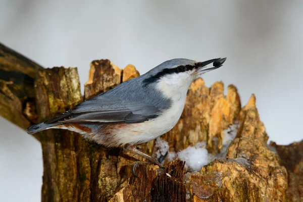 Eurasian Nuthatch, cute singing bird