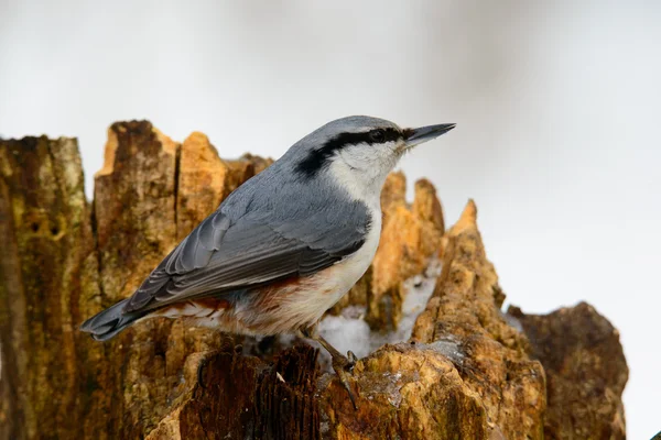 Eurasian Nuthatch, oiseau chanteur mignon — Photo