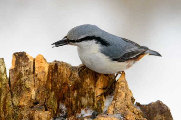 Eurasian Nuthatch, oiseau chanteur mignon — Photo