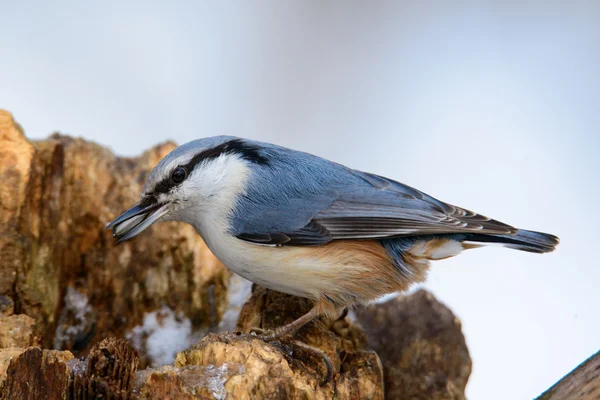 Eurasian Nuthatch, oiseau chanteur mignon — Photo