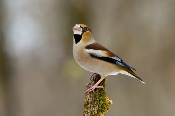 Hawfinch Coccothraustes on a branch — Stock Photo, Image