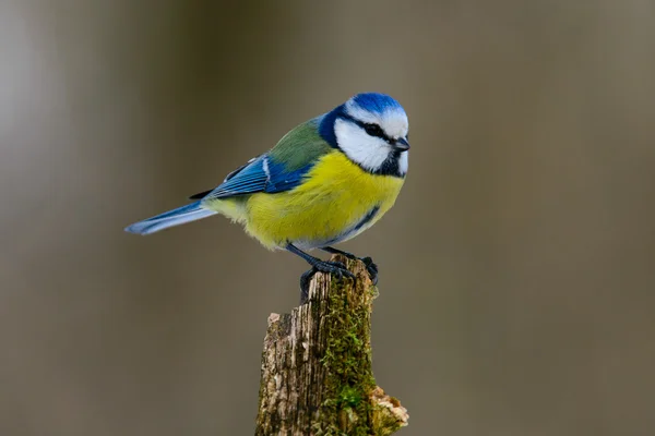 Great tit on a branch — Stock Photo, Image