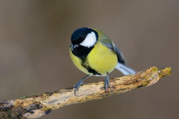 Koolmees op een tak — Stockfoto