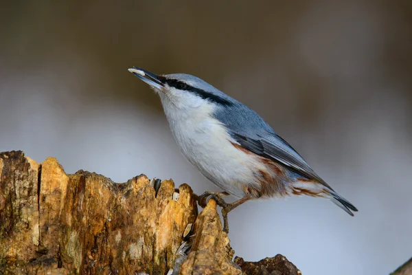 Eurasian Nuthatch, cute singing bird — Stock Photo, Image