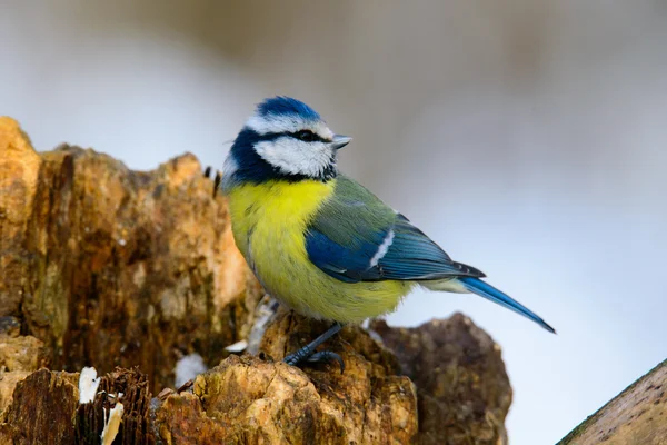 Great tit on a branch — Stock Photo, Image