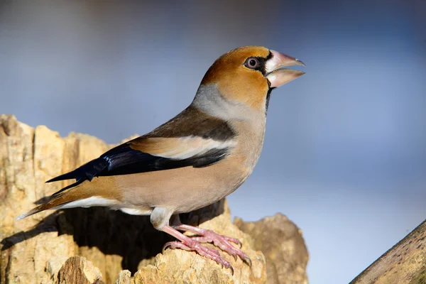 Grossschnabel sitzt auf einem Baum und sucht nach Nahrung — Stockfoto