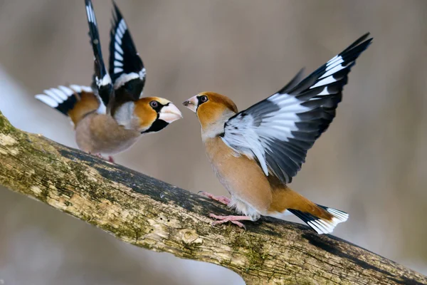 Birds fight for food — Stock Photo, Image