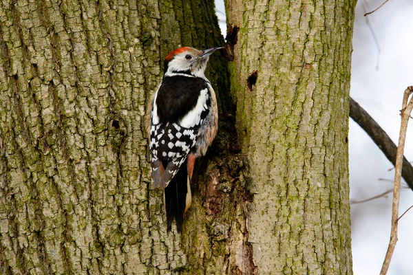 Pájaro carpintero manchado medio en un árbol — Foto de Stock