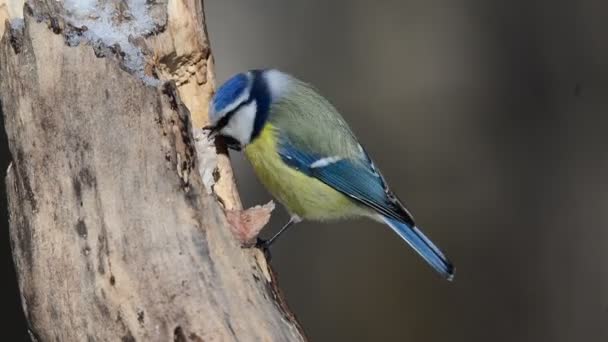 Mésange bleue, bois post morsure graisse — Video