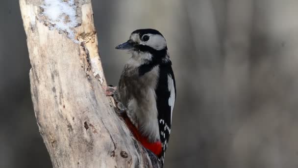 Great spotted woodpecker — Stock Video