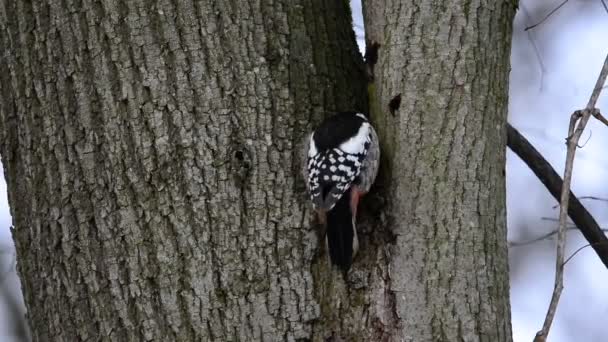 Pájaro carpintero manchado medio sentado — Vídeos de Stock