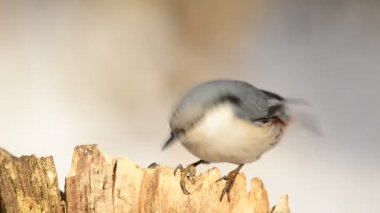 Sıvacı kuşu Sitta carolinensis, Ayçiçeği tohumları yemek