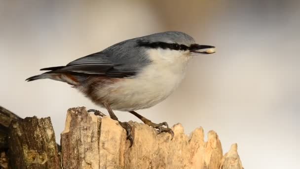 Nuthatch Sitta carolinensis, eating sunflower seeds out of a hole in a rotten tree — Stock Video