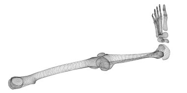 İnsan bacak iskelet