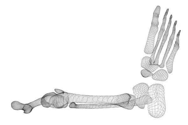 Скелет ноги человека — стоковое фото