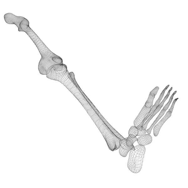 Esqueleto da perna humana — Fotografia de Stock