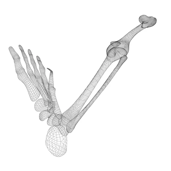 Нога людини скелет — стокове фото
