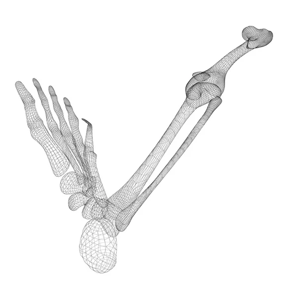 Scheletro della gamba umana — Foto Stock