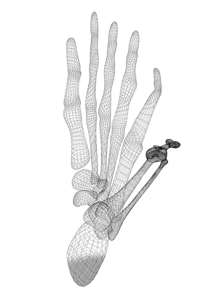 Ανθρώπινο πόδι σκελετός — Φωτογραφία Αρχείου