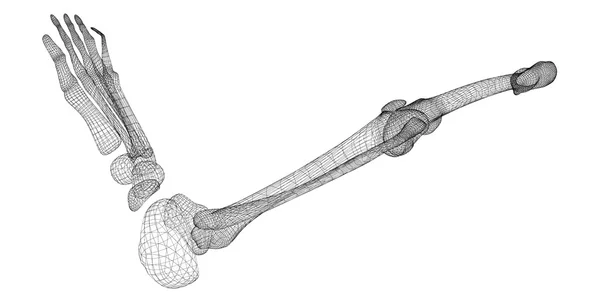Scheletro della gamba umana — Foto Stock