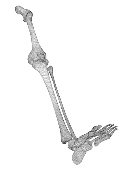 Squelette jambe humaine — Photo