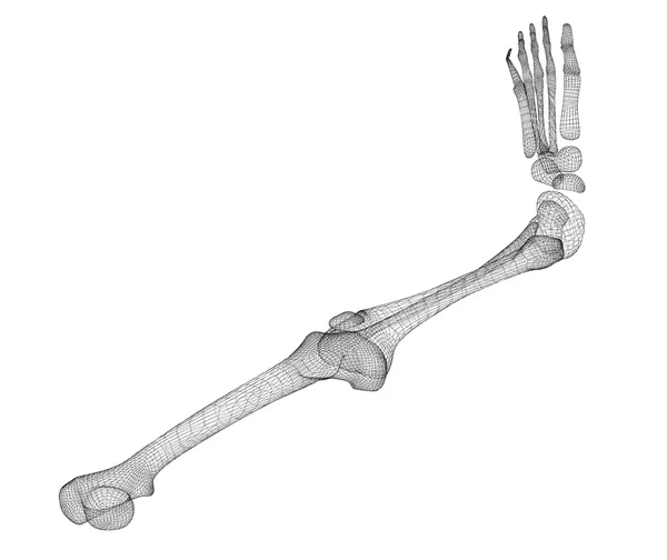 Kostra lidská noha — Stock fotografie