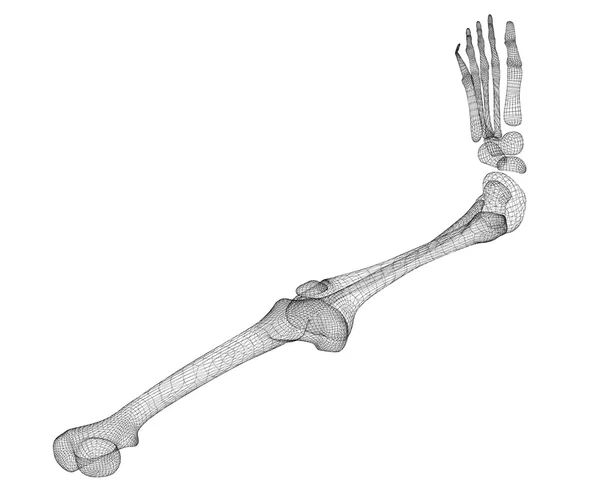 Human  leg skeleton — Stock Photo, Image