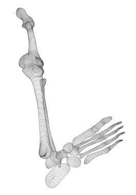 İnsan bacak iskelet