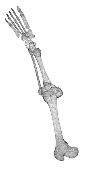 Esqueleto de la pierna humana — Foto de Stock