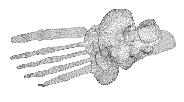 人間の足の骨格 — ストック写真