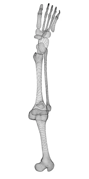 Squelette jambe humaine — Photo