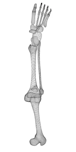 Esqueleto da perna humana — Fotografia de Stock