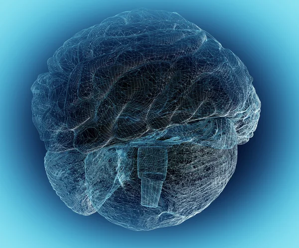 人类的大脑 1 — 图库照片