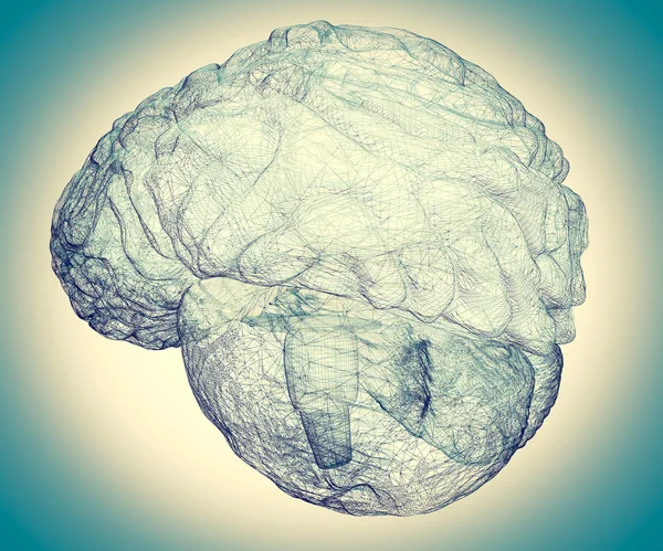 人間の脳 1 — ストック写真