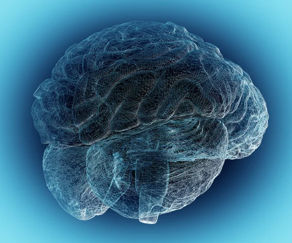 人間の脳 1 — ストック写真