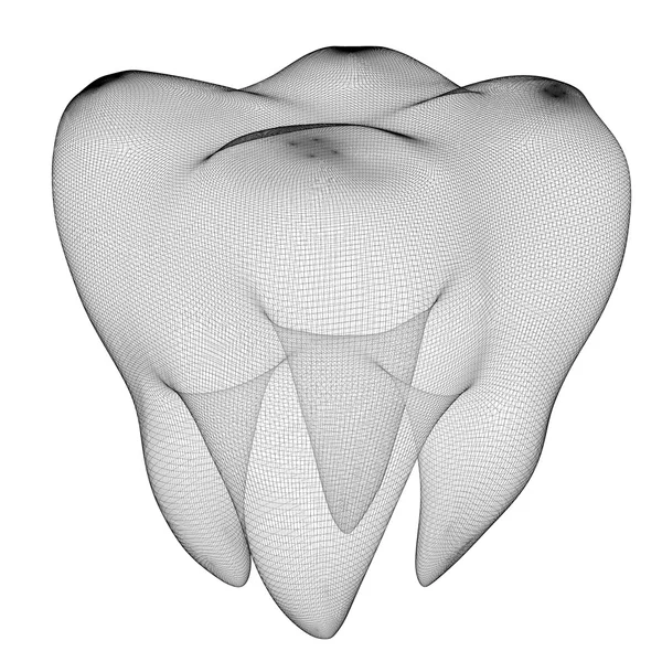 Obraz lidského zubu — Stock fotografie