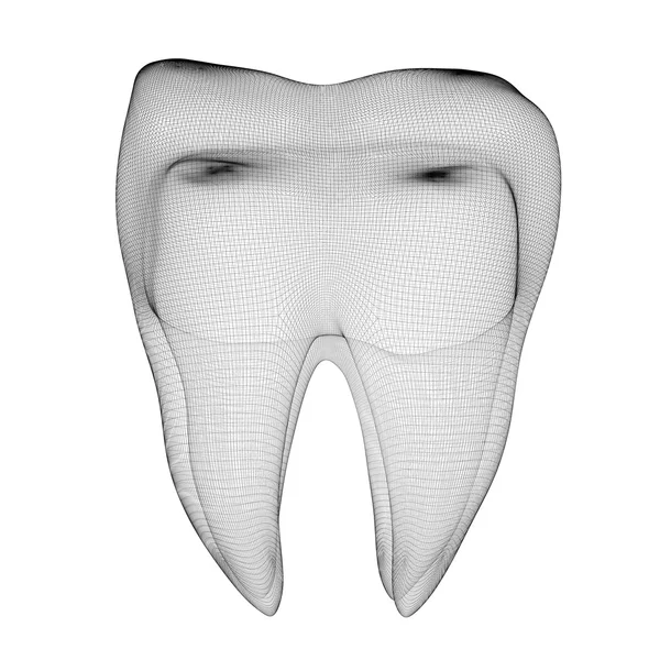 Obraz lidského zubu — Stock fotografie