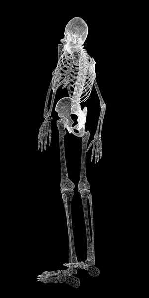 İnsan vücudu, iskelet — Stok fotoğraf
