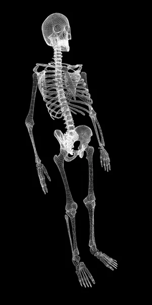 Menselijk lichaam, skeleton — Stockfoto