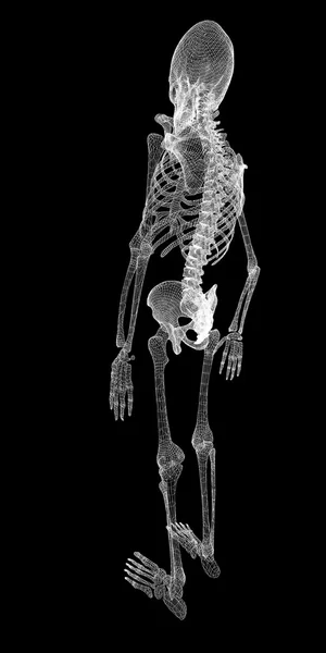 Menselijk lichaam, skeleton — Stockfoto