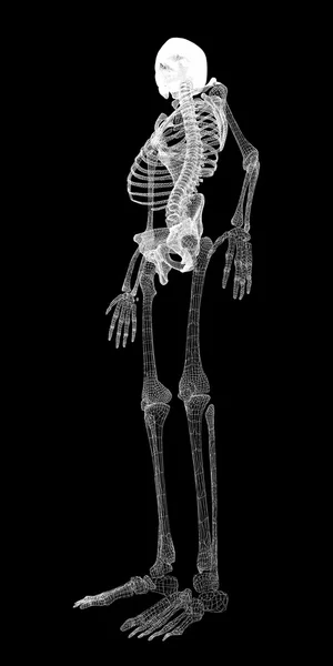 Menselijk lichaam, skeleton — Stockfoto