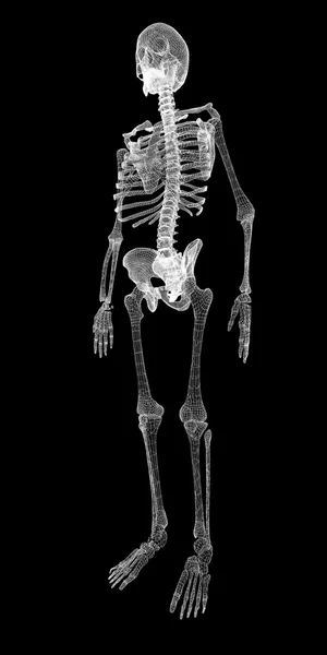 Human body, skeleton — 图库照片