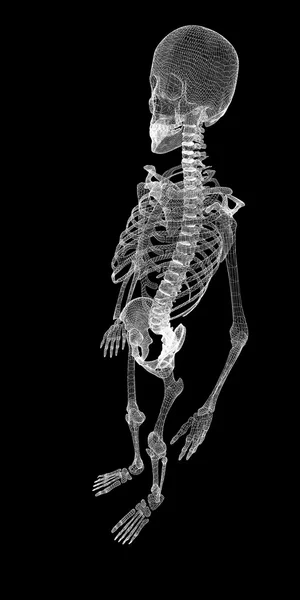 Menselijk lichaam, skeleton — Stockfoto