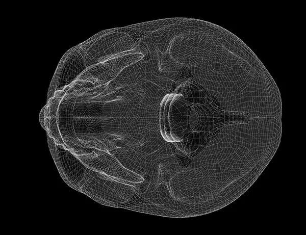 Teschio e vertebre cervicali — Foto Stock