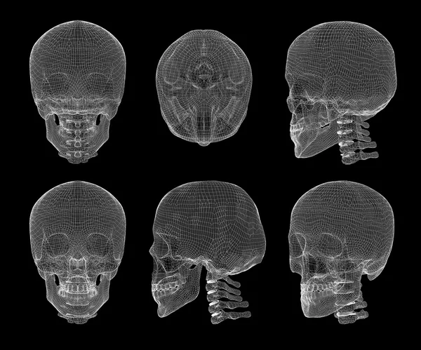 두개골과 경관 척추 — 스톡 사진